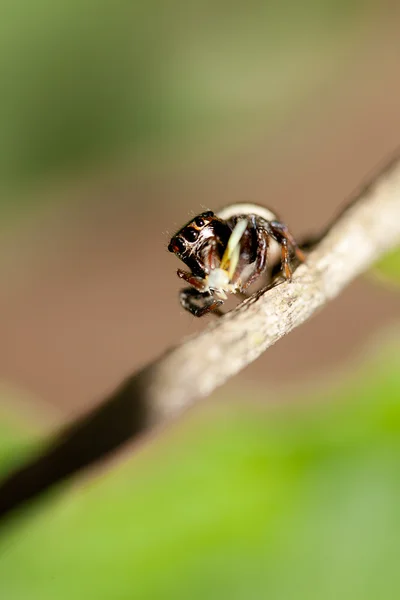 Прыгающий паук — стоковое фото