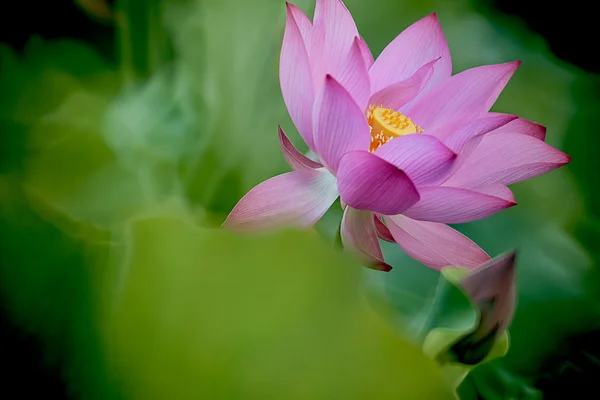 배경 사용에 대 한 아름 다운 연꽃 — 스톡 사진