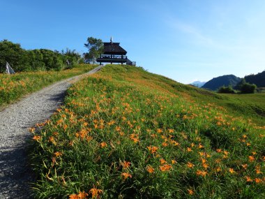 Tayvan Hualien Festivali 'nde 60 Stone Mountain' da günlük çiçek.