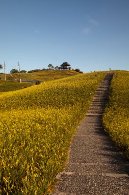 Tayvan Hualien Festivali 'nde 60 Stone Mountain' da günlük çiçek.