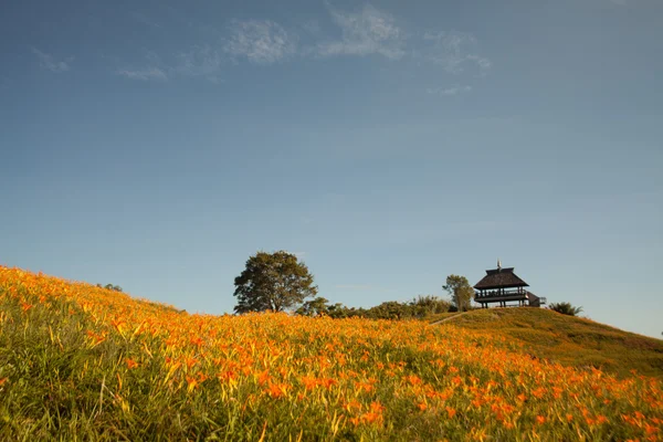 Daglilja blomma på sextio Stone Mountain i Taiwan Hualien festival — Stockfoto