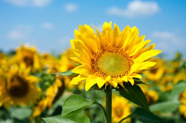 Single sunflower on the field clipart