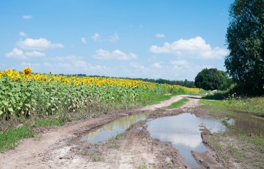 Countryside landscape with sunflowers and big puddle clipart