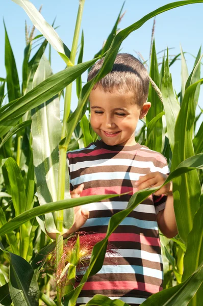 Kleine jongen onderzoeken yong maïs — Stockfoto