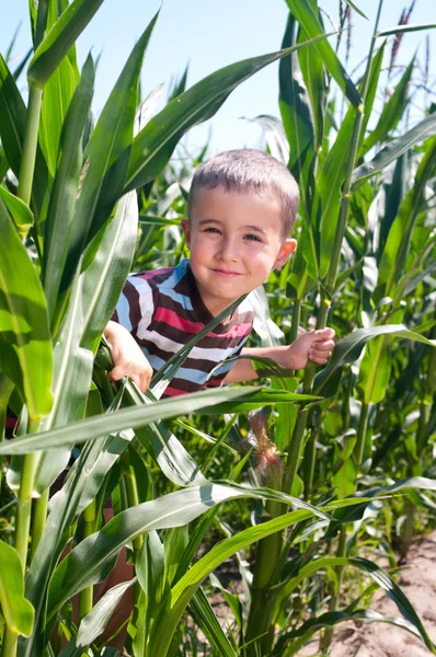 Malý chlapec skrýt v kukuřici — Stock fotografie