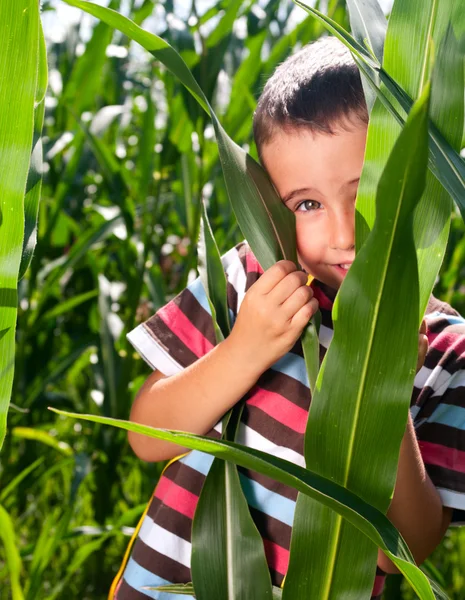 Menino se esconde no milho — Fotografia de Stock