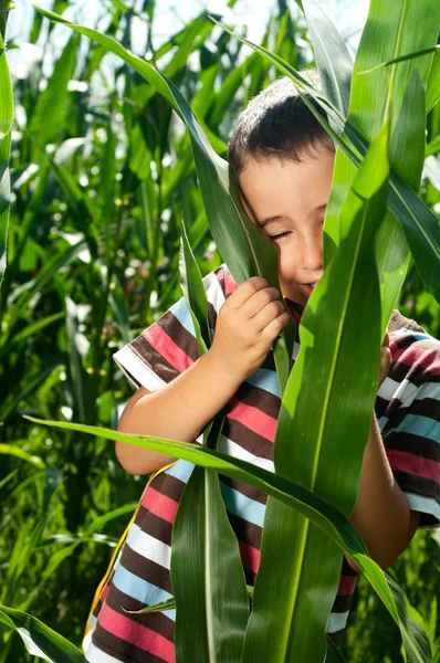 Lille dreng gemmer sig i majs - Stock-foto