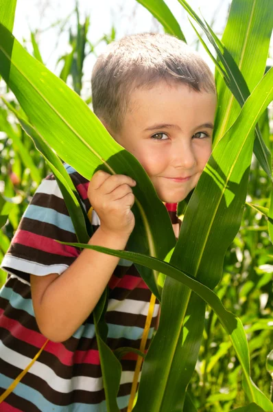 Маленький мальчик прячется в кукурузе — стоковое фото