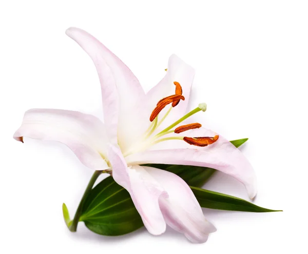 Lily no fundo branco — Fotografia de Stock
