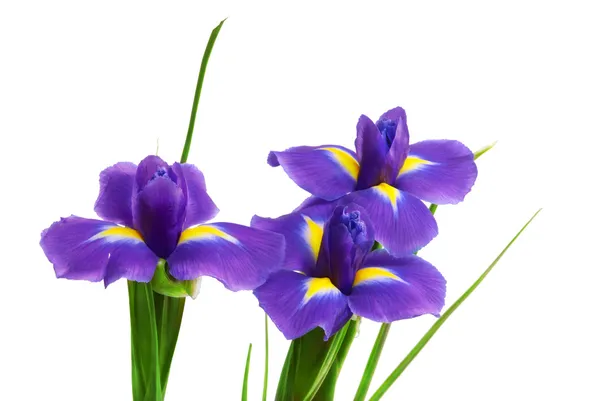 Färska iris — Stockfoto