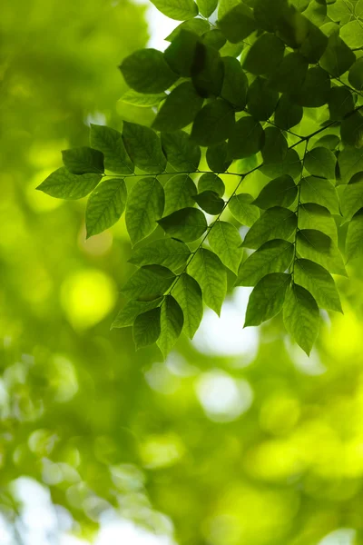 stock image Foliage