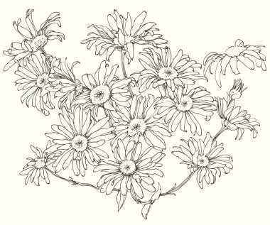 Daisy flowers. clipart