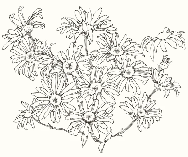 Flores de margarita . — Archivo Imágenes Vectoriales