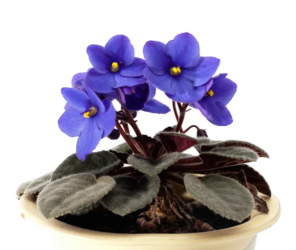 Pianta da appartamento. Violette fiorite in vaso di fiori . — Foto Stock