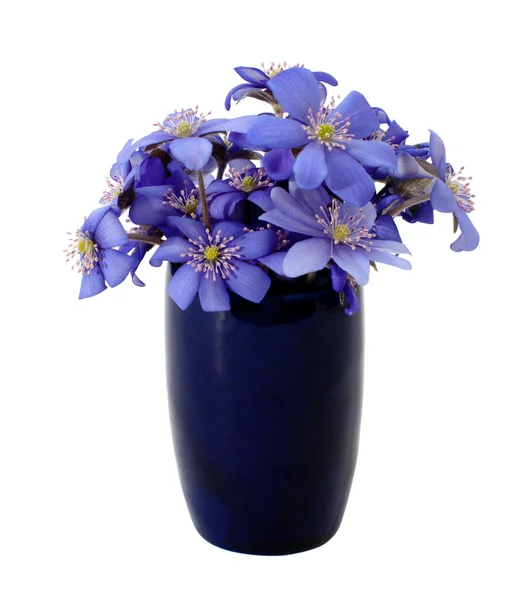 Szép virágok, a tavasz — Stock Fotó