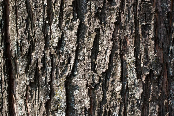 Stara struktura kory drzewa — Zdjęcie stockowe