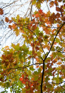 Bright autumn oak leaves