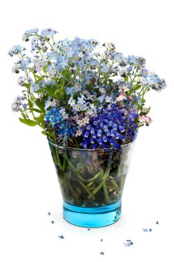Forget-me-not flowers in a blue transparent glass on a white background clipart