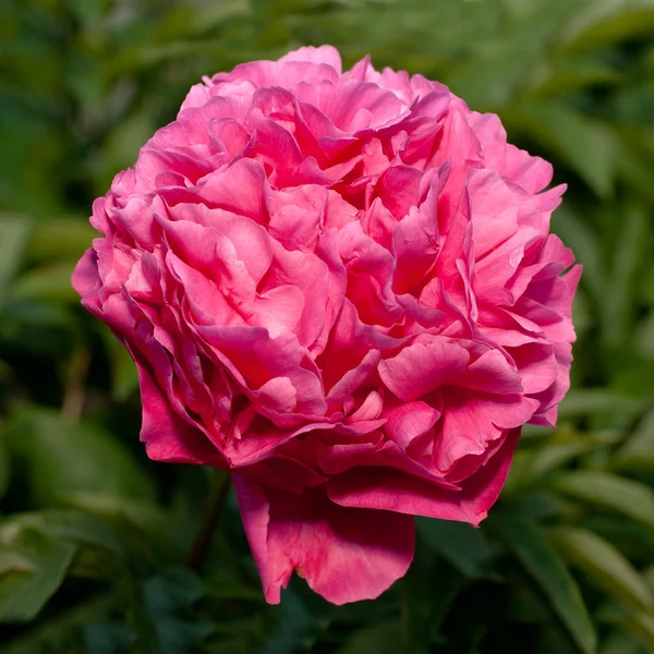 Півонія рожева квітка — стокове фото