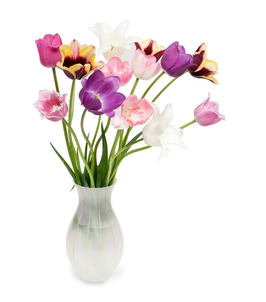 Букет тюльпанів на білому тлі — стокове фото