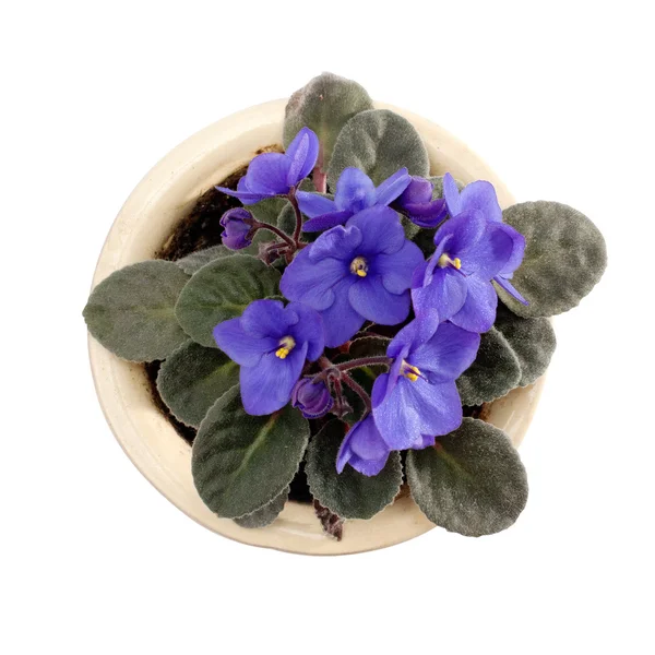Blossoming violets in flower pot. — Stock Photo, Image