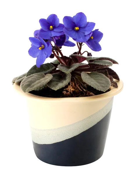 Hermosas violetas en una olla — Foto de Stock