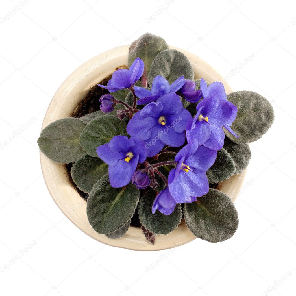 Blossoming violets in flower pot. — Stock Photo © ultrapro 5914708