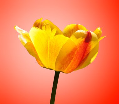 Tulip flower on orange background