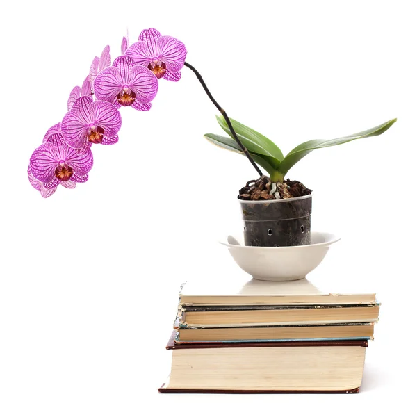 stock image Orchid on a pile of books