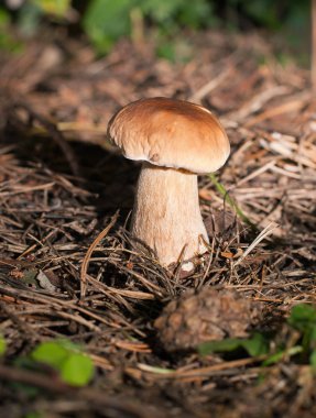 Boletus mantarı. doğal çevre içinde mantar.