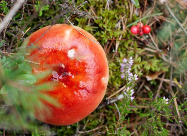 russula orman moss mantar