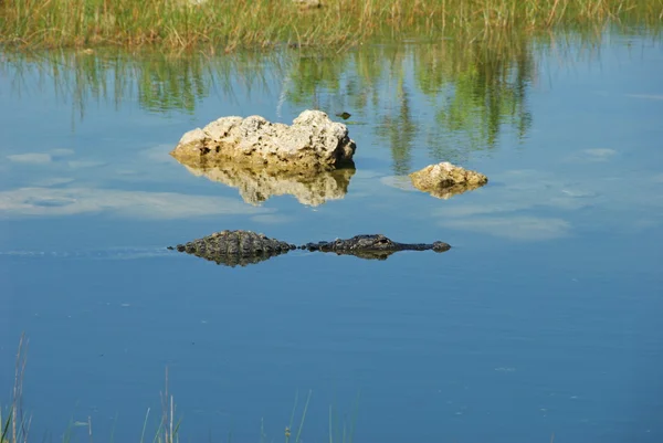 Alligator — Stock Photo, Image