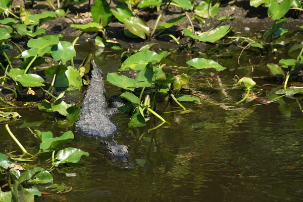 Alligator – stockfoto