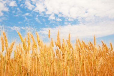 Golden wheat clipart