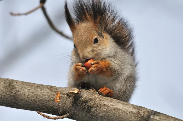 Eichhörnchen. — Stockfoto