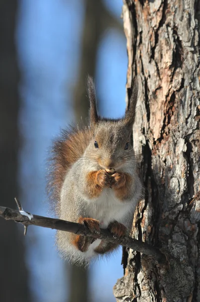 Squirrel. — Stock Photo, Image