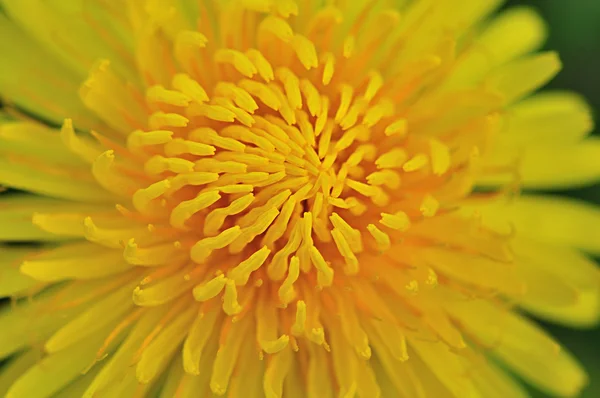 stock image Dandelion.