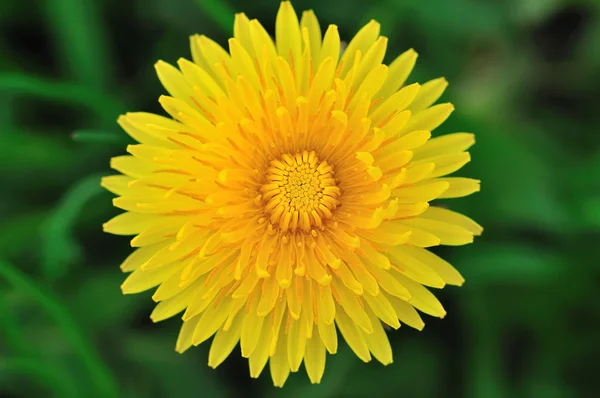 stock image Dandelion.