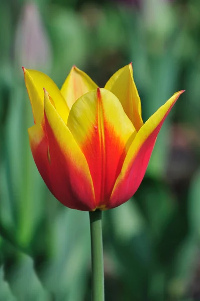 stock image Tulip.