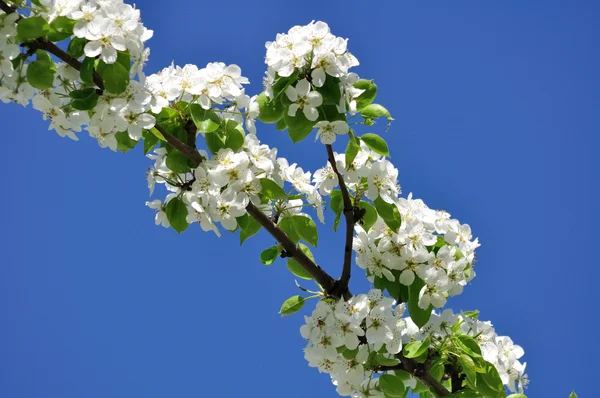 stock image Blossoming pear.