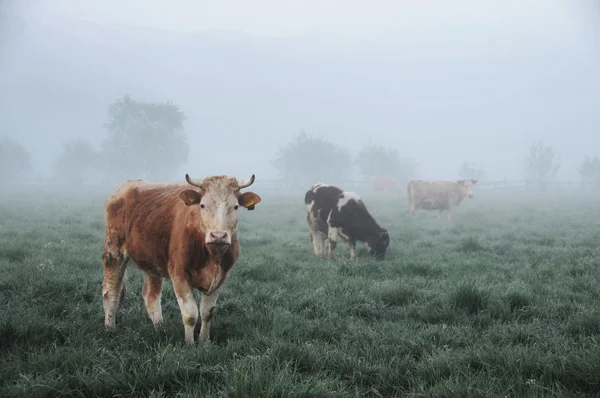 Vacas en prado verde — Foto de Stock