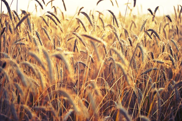 Ähren aus Weizen, angestrahlt von strahlendem Sonnenschein. Weizenfeld — Stockfoto