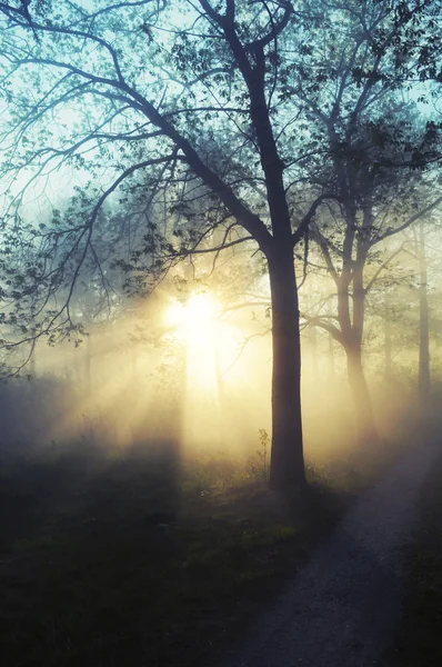 美しい景観の霧 — ストック写真
