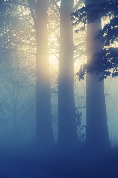 Потрясающий туманный пейзаж — стоковое фото