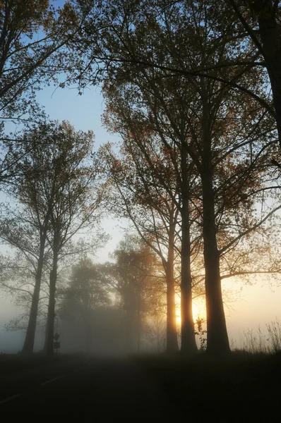 令人惊叹的雾景观 — 图库照片