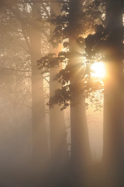 Wspaniałe mglisty krajobraz — Zdjęcie stockowe