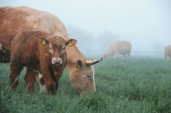 Krowy na letnich pastwiskach Zdjęcia Stockowe bez tantiem