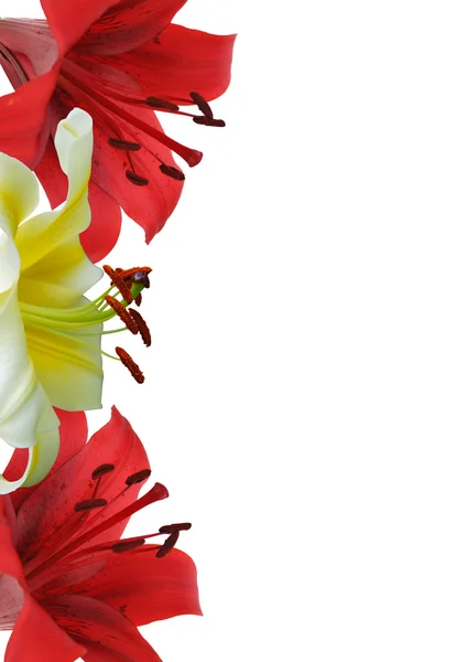 Red lily on white background