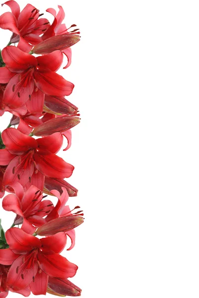 Red lily on white background