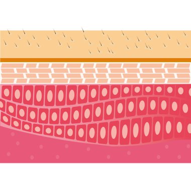 Skin cross-section anatomy illustration clipart